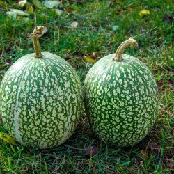 Grskar, <br>Figenbladet <br><i>Cucurbita ficifolia</i><br><br>