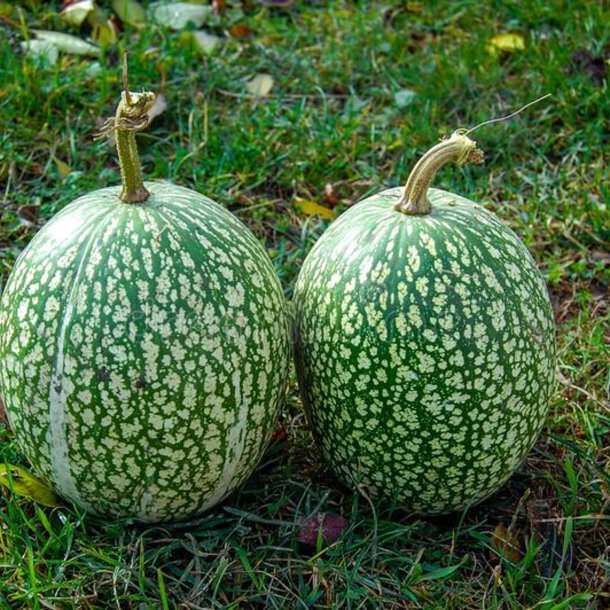 Grskar, <br>Figenbladet <br><i>Cucurbita ficifolia</i><br><br>