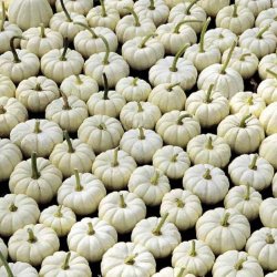 Grskar <br>'Baby Boo' <br><i>Cucurbita pepo</i>