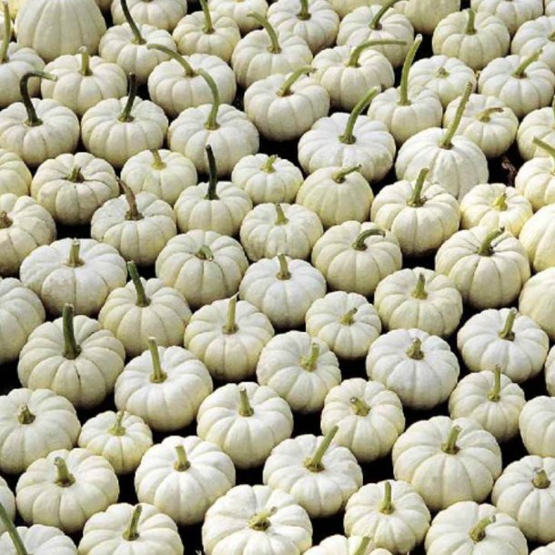 Grskar <br>'Baby Boo' <br><i>Cucurbita pepo</i>