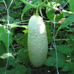 Agurk <br>'White Wonder' <br><i>Cucumis sativus</i>