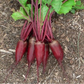Rdbede <br>'Cylindra' <br><i>Beta vulgaris</i>