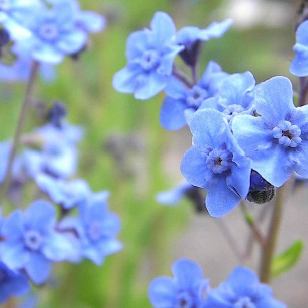 Hundetunge, Kinesisk, <br>Kinesisk forglemmigej <br>'Firmament' <br><i>Cynoglossum amabile</i>