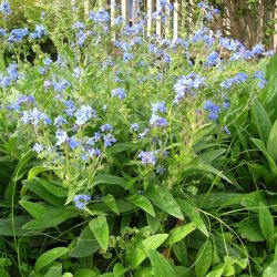 Hundetunge, Kinesisk, <br>Kinesisk forglemmigej <br>'Firmament' <br><i>Cynoglossum amabile</i>
