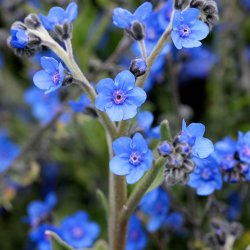 Hundetunge, Kinesisk, <br>Kinesisk forglemmigej <br>'Firmament' <br><i>Cynoglossum amabile</i>