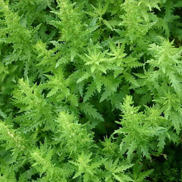 Epazote, <br>vellugtende gsefod<br><i>Chenopodium ambrosioides</i>