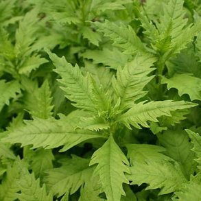 Epazote, <br>vellugtende gsefod<br><i>Chenopodium ambrosioides</i>