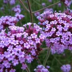 Verbena, <br>Kmpe- <br><i>Verbena bonariensis</i>