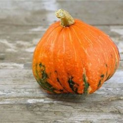 Grskar <br>'Lakota'<br><i>Cucurbita maxima</i>