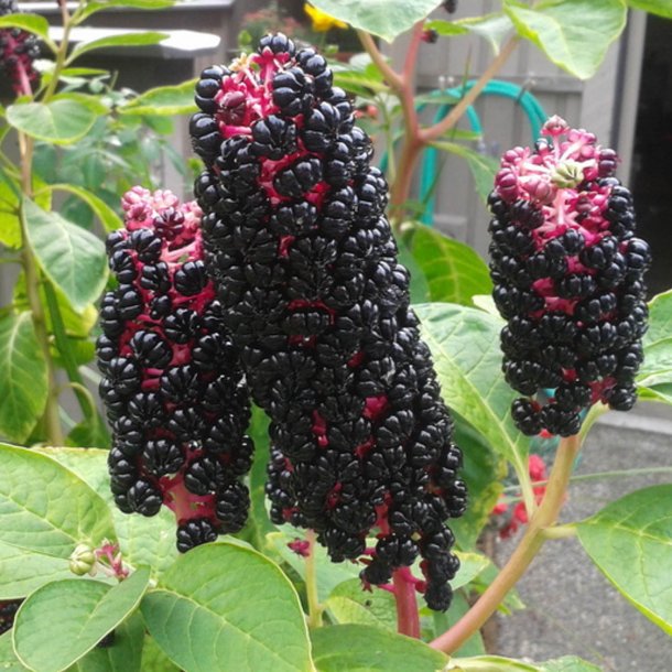 Kermesbr <br><i>Phytolacca acinosa </i><br><br>