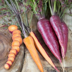 Gulerod <br>'Purple Dragon' <br><i>Daucus carota var. sativus</i>