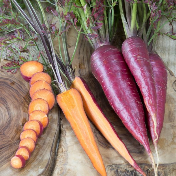 Gulerod <br>'Purple Dragon' <br><i>Daucus carota var. sativus</i>