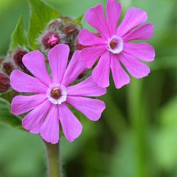 Dagpragtstjerne <br><i>Silene dioica </i><br><br>