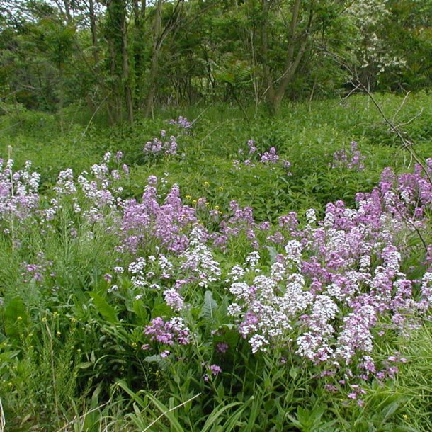 Natviol, <br>Velduftende aftenstjerne <br>'Mix' - <br><i>Hesperis matronalis </i>