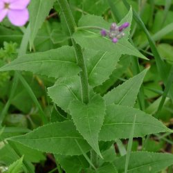 Natviol, <br>Velduftende aftenstjerne <br>'Violet' - <br><i>Hesperis matronalis </i>