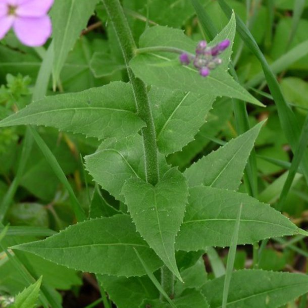 Natviol, <br>Velduftende aftenstjerne <br>'Violet' - <br><i>Hesperis matronalis </i>