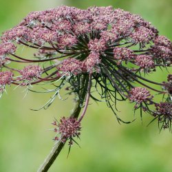 Tandstikkerurt �Black Knight� <br><i>Ammi visnaga</i>