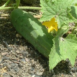 Agurk <br>'Marketmore 76' <br><i>Cucumis sativus</i>