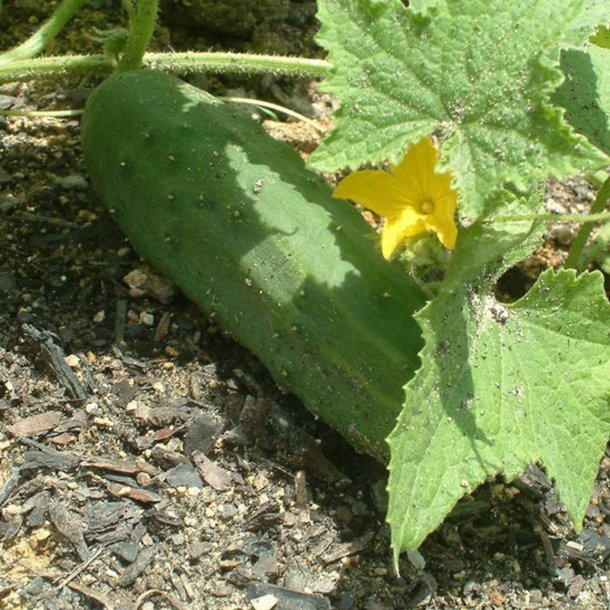 Agurk <br>'Marketmore 76' <br><i>Cucumis sativus</i>