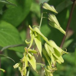 Blblg <br>'Dd mands finger'<br><i>Decaisnea fargesii</i>  