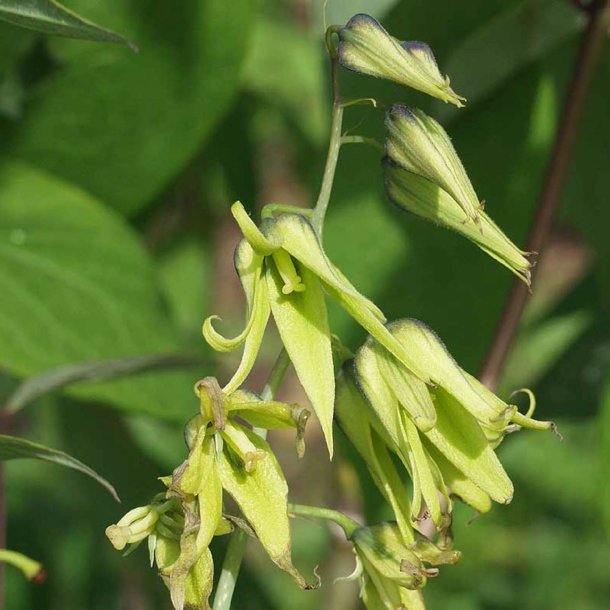 Blblg <br>'Dd mands finger'<br><i>Decaisnea fargesii</i>  