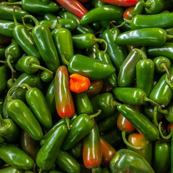 Chili <br>'Jalapeo'<br><i>Capsicum annuum</i>