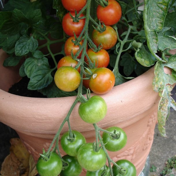 Tomat <br>'Cherry Gardeners Delight'<br><i>Lycopersicon esculentum</i>