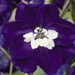 Ridderspore <br>'Mix'<br><i>Delphinium <br>'Magic Fountain'</i>