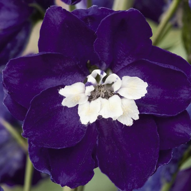 Ridderspore <br>'Mix'<br><i>Delphinium <br>'Magic Fountain'</i>