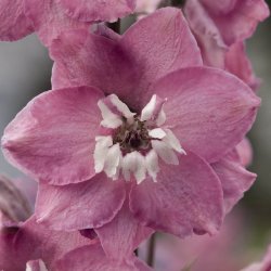 Ridderspore <br>'Mix'<br><i>Delphinium <br>'Magic Fountain'</i>