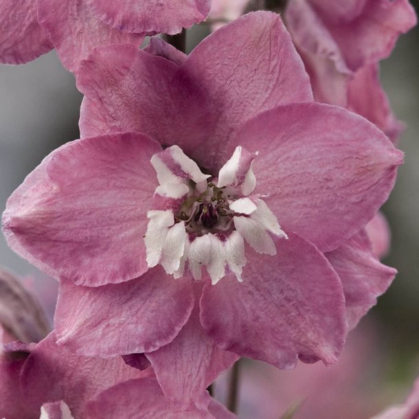 Ridderspore <br>'Mix'<br><i>Delphinium <br>'Magic Fountain'</i>