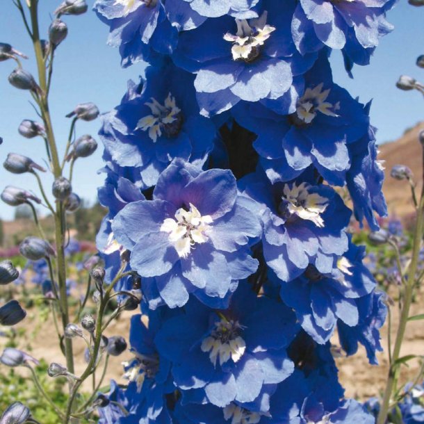 Ridderspore <br>'Mid Blue/White Bee'<br><i>Delphinium <br>'Magic Fountain'</i>