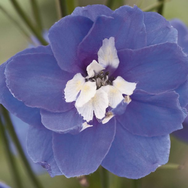 Ridderspore <br>'Mid Blue/White Bee'<br><i>Delphinium <br>'Magic Fountain'</i>
