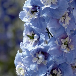 Ridderspore <br>'Mid Blue/White Bee'<br><i>Delphinium <br>'Magic Fountain'</i>