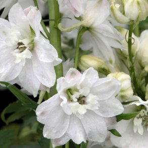 Ridderspore <br>'White'<br><i>Delphinium <br>'Magic Fountain'</i>