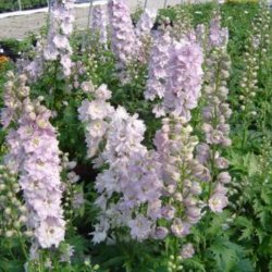 Ridderspore 'Cherry Blossum'<br><i>Delphinium, �Magic Fountain�</i>