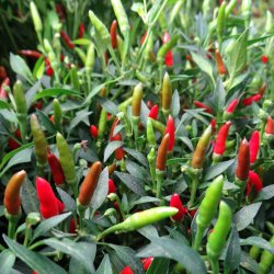 Chili <br>'Demon Red' <br><i>Capsicum annuum</i>