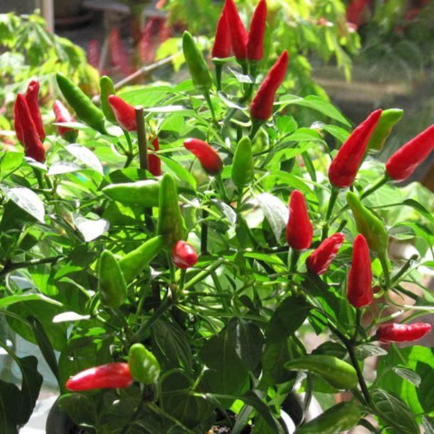 Chili <br>'Demon Red' <br><i>Capsicum annuum</i>
