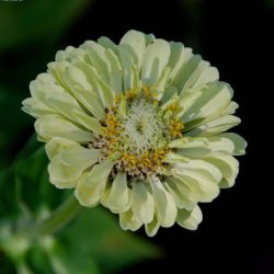 Frkenhat <br>'Oklahoma Ivory' <br><i>Zinnia elegans</i>