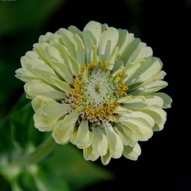 Frkenhat <br>'Oklahoma Ivory' <br><i>Zinnia elegans</i>