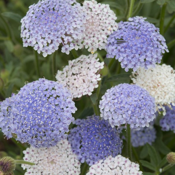 Kniplingeblomst 'Mix' <br><i>Didiscus caeruleus /Trachymene caerulea </i>