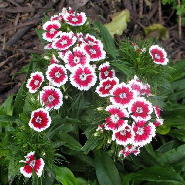 Nellike, Studenter- <br>'Mix' <br><i>Dianthus barbatus </i>