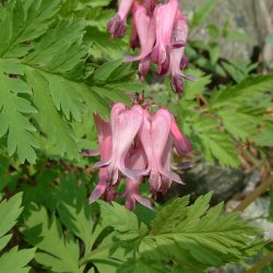 Smhjerte <br><i>Dicentra eximia</i><br><br>