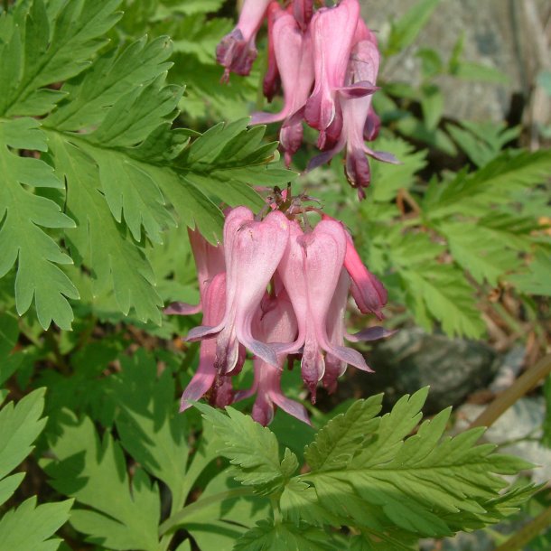 Smhjerte <br><i>Dicentra eximia</i><br><br>