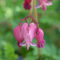 Smhjerte <br><i>Dicentra eximia</i><br><br>
