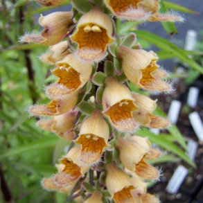 Fingerbl, <br>Rustfarvet <br><i>Digitalis ferruginea</i>