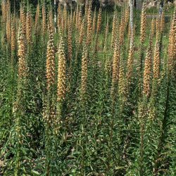Fingerbl, <br>Rustfarvet <br><i>Digitalis ferruginea</i>