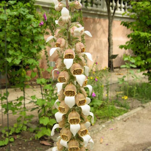 Fingerbl, <br>Uldhret <br><i>Digitalis lanata</i>