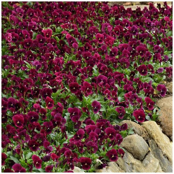 Hornviol <br>'Sorbet xp Rose Blotch' <br><i> Viola cornuta</i>