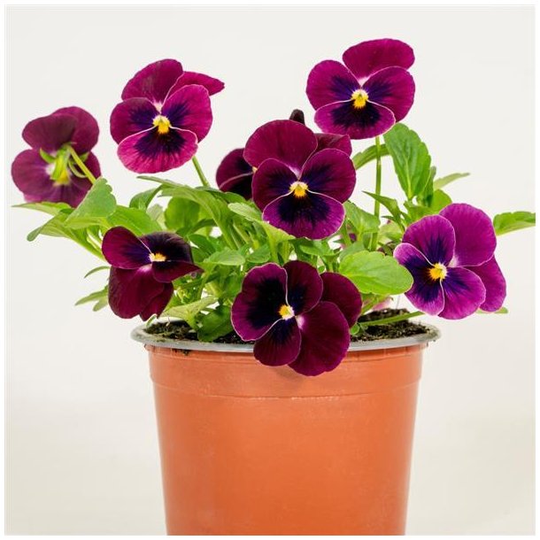 Hornviol <br>'Sorbet xp Rose Blotch' <br><i> Viola cornuta</i>